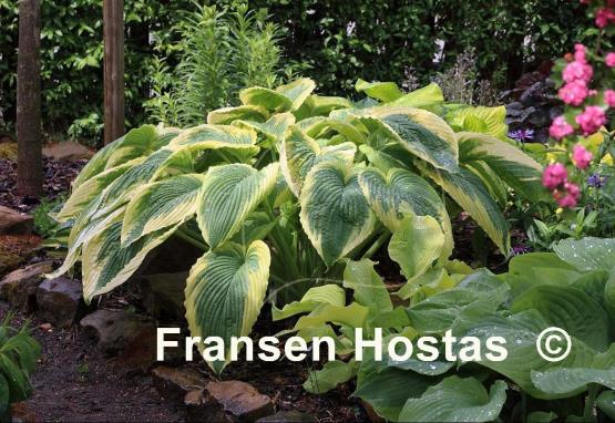 Hosta Bridal Falls